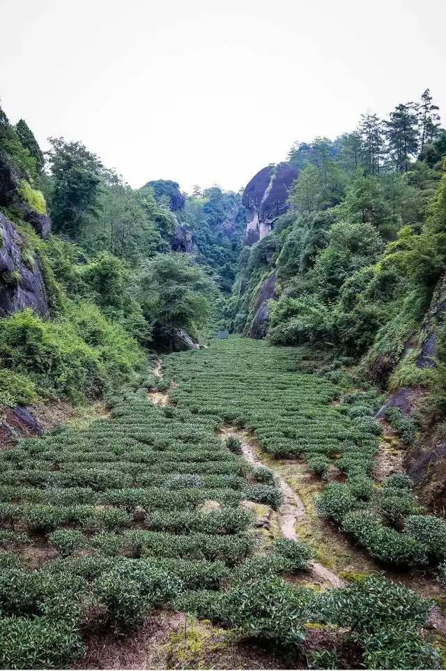 武夷山為什么盛產茶葉，武夷山茶為什么好喝？