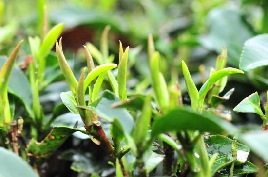 單樅茶什么季節(jié)最好喝，鳳凰單叢茶春茶好還是秋茶好？