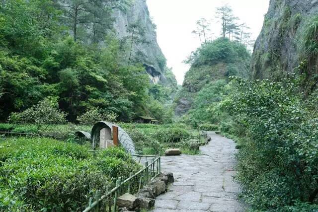 武夷山為什么盛產茶葉，武夷山茶為什么好喝？