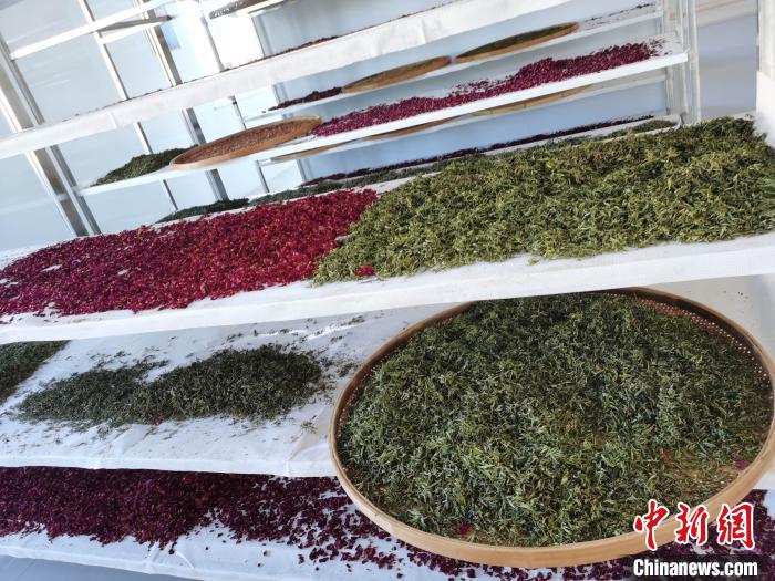 圖為王玲玲收購的各種山茶?！⊥貘Q遠 攝