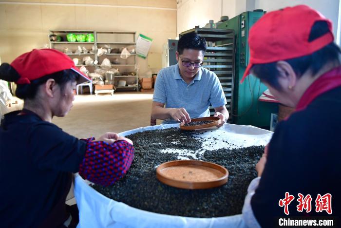 圖為張元豪在生產車間內與工人一起查看茶葉品質。　張斌 攝